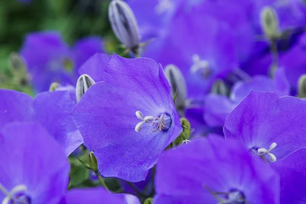 Дзвоники Розлогі Або Поширення Bellflower Рослина Видів Роду Кампакула Цей — стокове фото