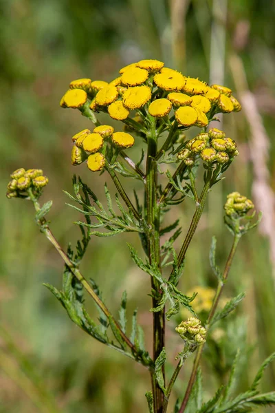Żółty Kwiat Tanacetum Vulgare Naturalnym Tle Rośliny Lecznicze Ogrodzie — Zdjęcie stockowe