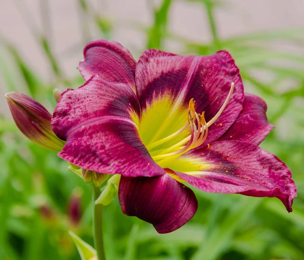 Nenúfares Con Flores Jardín Florecimiento Hemerocallis Jardín Verano Hermosas Flores — Foto de Stock