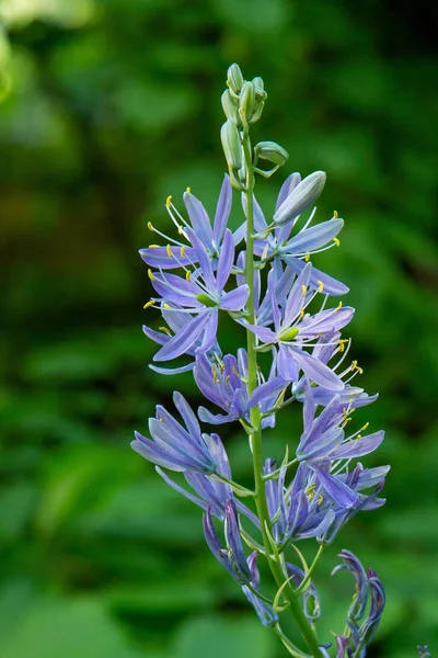 Camassia Leichtlinii Wiosennym Ogrodzie Camassia Camassia Wieloletnia Cebula Należąca Rodziny — Zdjęcie stockowe