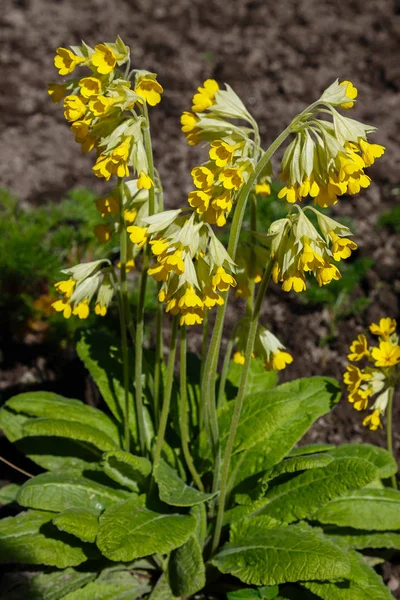 Flores Primula Florescendo Jardim Primavera — Fotografia de Stock