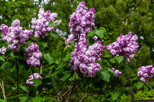 Цветущая Сирень Syringa Саду Красивые Фиолетовые Сиреневые Цветы Естественном Фоне — стоковое фото