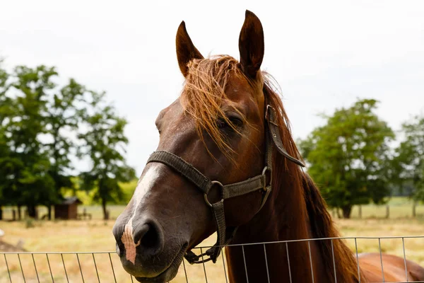 Vackert Häst Porträtt Stallet — Stockfoto