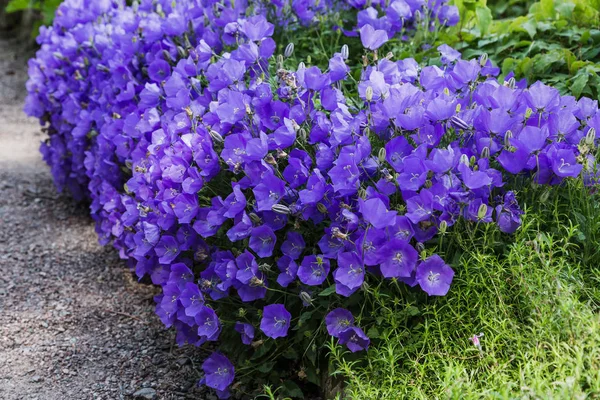 Campanula Patula Распространённый Колокольчик Является Растительным Видом Рода Campanula Нежный — стоковое фото