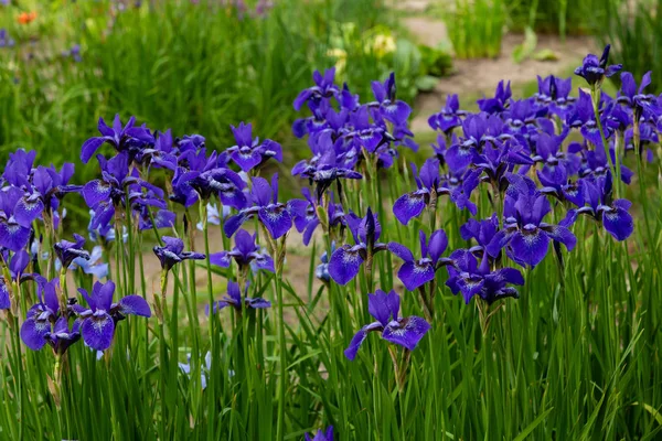 Fiori Iride Siberiana Iris Sibirica Sfondo Verde Nel Giardino — Foto Stock