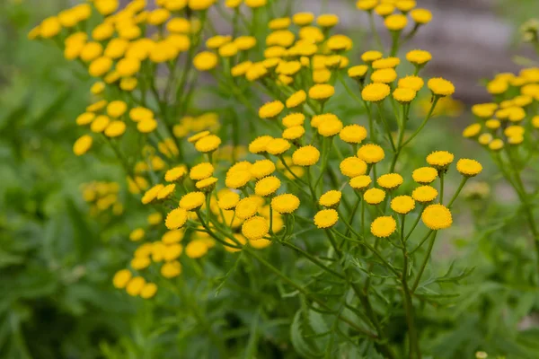 Sárga Virág Tanacetum Vulgare Természetes Háttér Gyógynövényeket Kertben — Stock Fotó