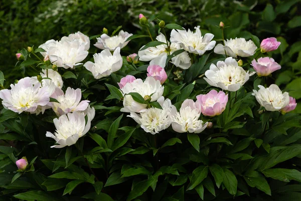 Pivoines Roses Fleuries Abondantes Dans Jardin Belles Fleurs Pivoine — Photo
