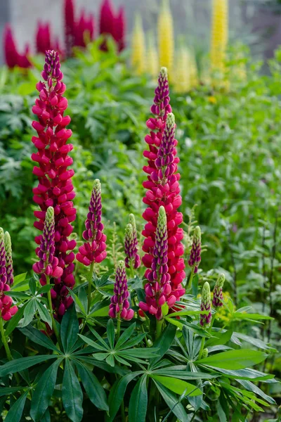 Květy Lupiny Rod Lupinus Letní Zahradě — Stock fotografie