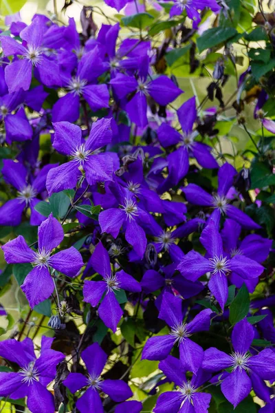 Flores Viñas Perennes Clematis Jardín Creciendo Clematis Clematis Floreciente — Foto de Stock