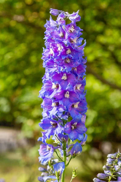 Piękne Delphiniums Kwitnące Ogrodzie — Zdjęcie stockowe