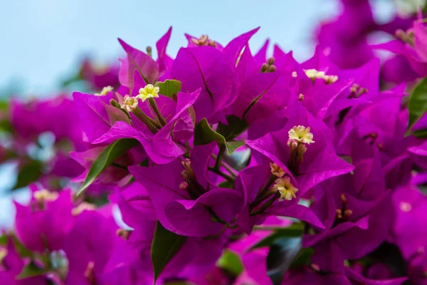 Bougainvillea Florescente Flores Buganvília Roxas — Fotografia de Stock