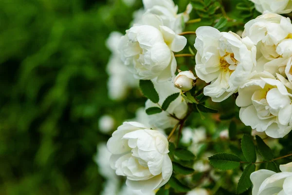 Beautiful Toned Roses Close Nature Background — Stock Photo, Image