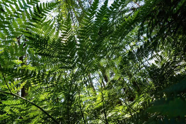 Fond Tropical Vert Avec Des Plantes Jungle Contexte Des Feuilles — Photo