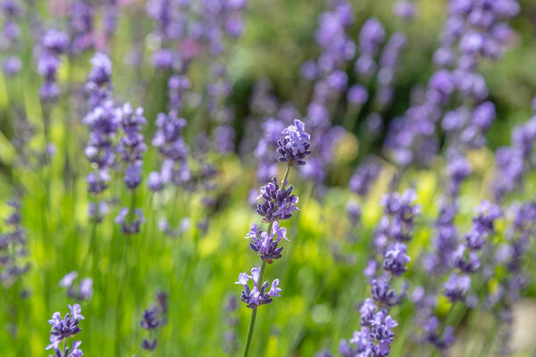 Летний вид с цветками лаванды
