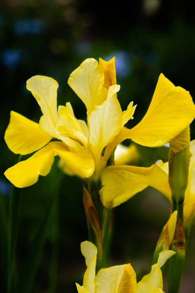 Flores Íris Siberiana Íris Sibirica Fundo Verde Jardim — Fotografia de Stock