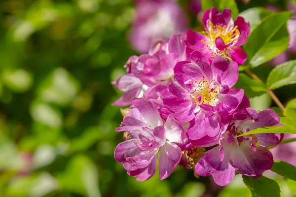 Rose Rambling Sorte Veilchenblau Dans Jardin — Photo