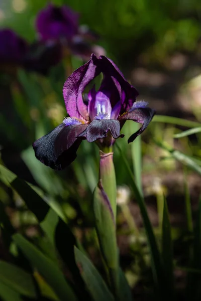 Xiphium Dans Jardin Été Xiphium Est Une Plante Bulbeuse Vivace — Photo