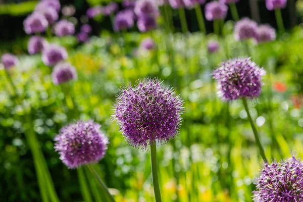 Allium Rotundum Trädgården Växande Uppsvällda Växter Trädgården Honungsväxter Trädgården — Stockfoto