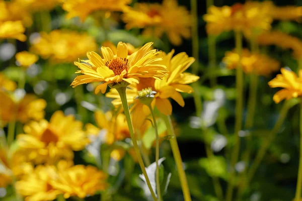 Margaridas Amarelas Canteiro Flores Gênero Plantas Herbáceas Anuais Perenes Heliopsis — Fotografia de Stock