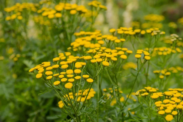 Żółty Kwiat Tanacetum Vulgare Naturalnym Tle Rośliny Lecznicze Ogrodzie — Zdjęcie stockowe