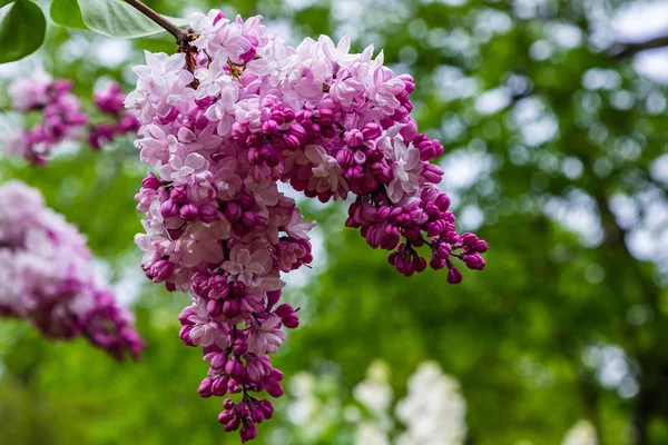 Fioritura Lilla Siringa Giardino Bellissimi Fiori Lilla Viola Sfondo Naturale — Foto Stock