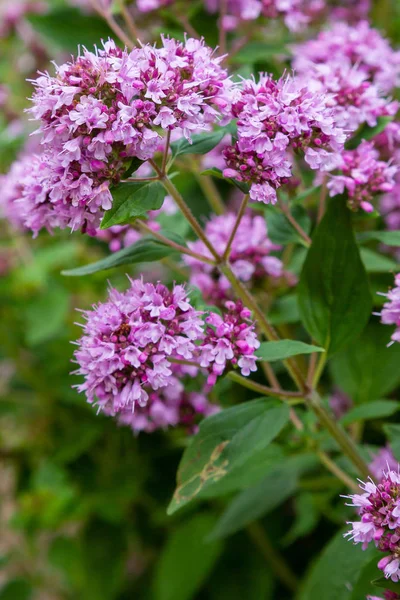 Origanum Orégano Vulgare Jardín Flores Origanum Vulgare Fondo Natural —  Fotos de Stock