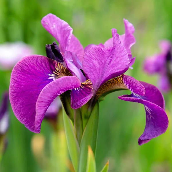 Sibiriska Iris Blommor Iris Sibirica Grön Bakgrund Trädgården — Stockfoto