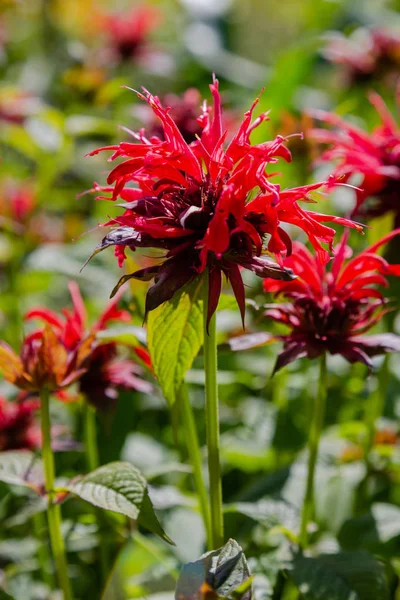 Красный Цветок Monarda Цветущий Monarda Саду — стоковое фото