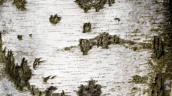 Zwart Wit Gestreept Gekraakte Natuurlijke Textuur Van Berkenschors — Stockfoto