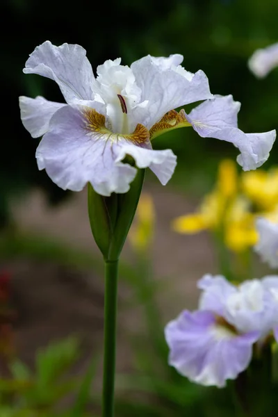 Siberian iris flowers (iris sibirica) on a green background in the garden