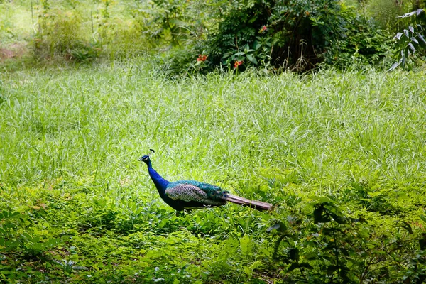 Peacock Caminando Parque — Foto de Stock