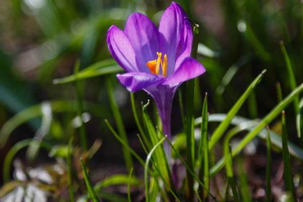 Krokus Mnoga Rodzaj Roślin Rodziny Tęczówek Garść Kropelki Łąka Pełna — Zdjęcie stockowe