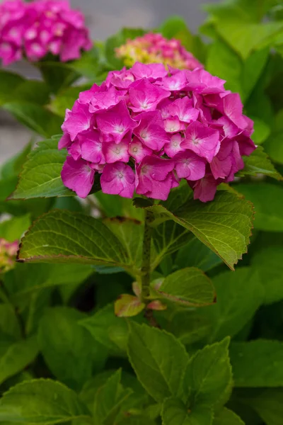 Гидрангея Цветет Hydrangea Bush Декоративными Растениями Контейнерах — стоковое фото