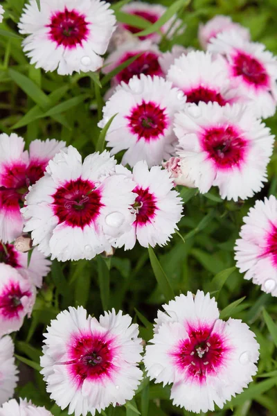 Blumen Von Dianthus Garten Vor Grünem Hintergrund — Stockfoto