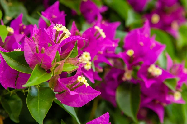 Bougainvillea Florescente Flores Buganvília Roxas — Fotografia de Stock