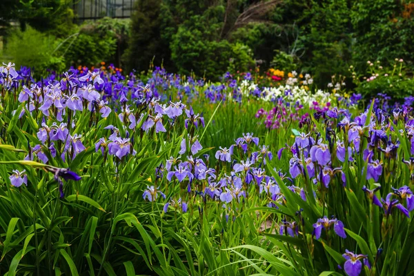 Sibirya iris çiçekleri (iris sibirica) bahçede yeşil bir arka plan üzerinde