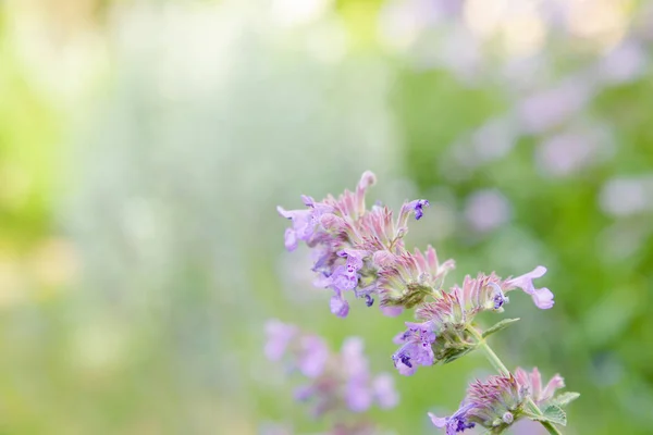 Blüten Der Nepeta Nepeta Cataria Natürlichen Hintergrund — Stockfoto
