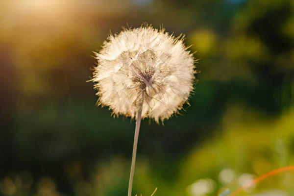 Natur Bakgrund Med Maskrosor — Stockfoto