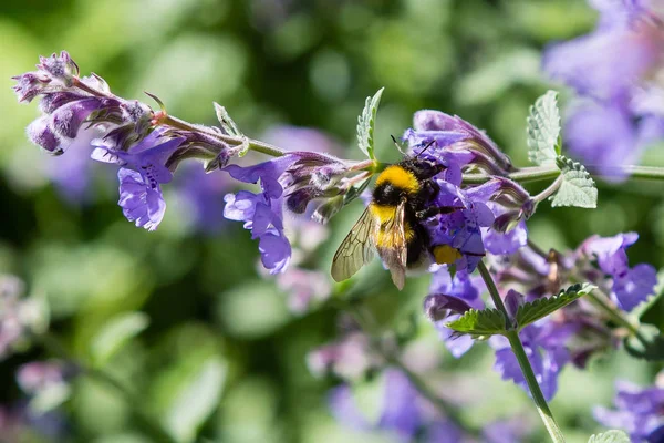 flowers of Nepeta or Catnip flowers. Summer floral background. Medicinal plants and plants-honey plants in the summer garden