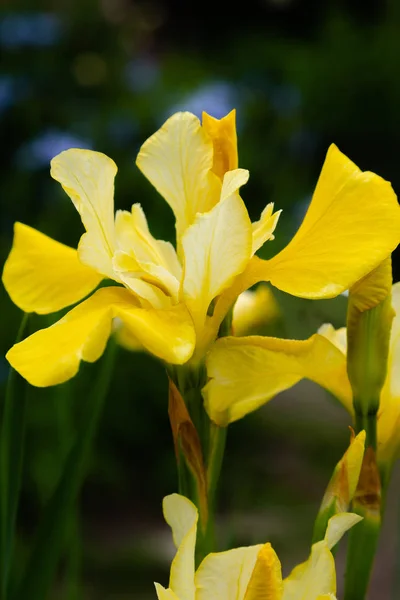 Flores Íris Siberiana Íris Sibirica Fundo Verde Jardim — Fotografia de Stock