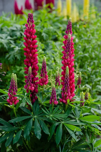 Lupin Flores Gênero Lupinus Jardim Verão — Fotografia de Stock