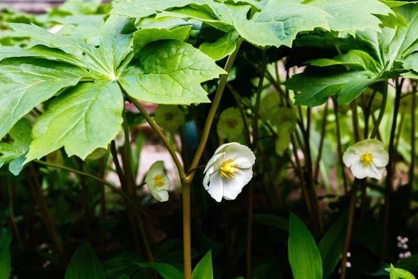 정원에서 메이애플 포도엽 펠타툼 다년생 바베리 가족의 포도피럼 Podophyllum 베르베리다과 — 스톡 사진