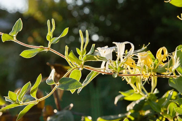 Lonicera Japonica Blanche Caprifolium Perfoliate Fleurs Chèvrefeuille Couverture Sol Chèvrefeuille — Photo