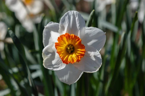 Цветы Нарцисса Narcissus Hyhech Весеннем Саду — стоковое фото