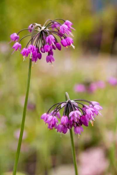 Allium Cernuum Jardín Flor Alium Inusual Que Florece Jardín Flores — Foto de Stock