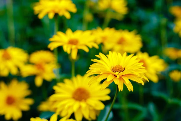 Çiçek yatağında sarı papatyalar. Otsu yıllıklar ve çok yıllık heliopsis cinsi (Heliopsis).