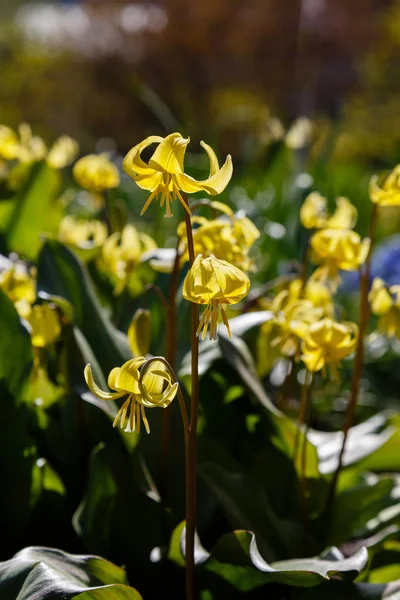 Blommor Erythronium Vårträdgården Flerårig Örtartade Uppsvällda Växt Släkte Lilja Familjen — Stockfoto