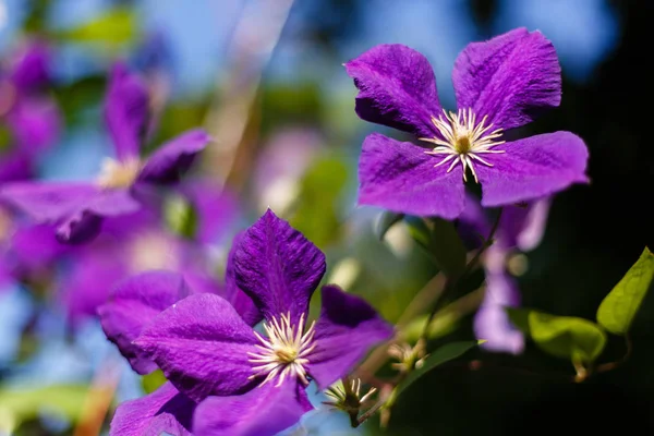 Bahçede Uzun Ömürlü Clematis Sarmaşıkları Büyüyen Klematitler Açan Klematis — Stok fotoğraf