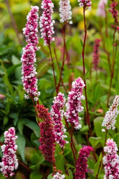 Polygonum Offine Trädgården Blommor Polygonum Avbot Medicinal Växter Trädgården — Stockfoto