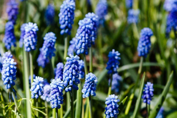 Muscari Bloemen Muscari Armeniacum Druif Hyacinten Lente Bloemen Bloeien April — Stockfoto